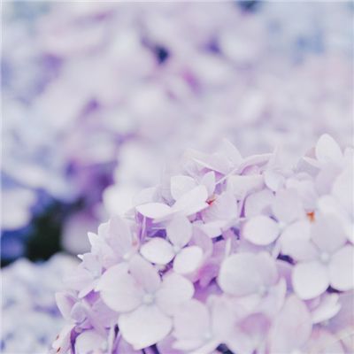 雪域领主官方版下载