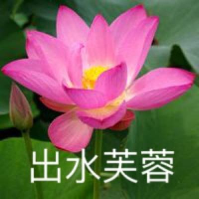 精灵战纪bt果盘版下载